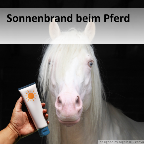 Ein weißes Pferd der Rasse Cremello, davor auf der linken Seite eine Hand, welche eine Tube Sonnencreme hält.