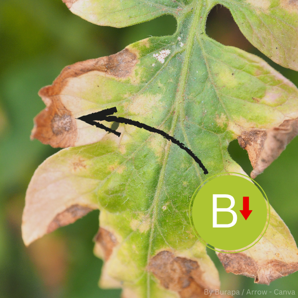 Nahaufnahme eines Blattes mit braunen, vertrockneten Flecken an den Rändern und einem schwarzen Pfeil, der auf einen Bereich mit Symptomen von Bormangel zeigt.