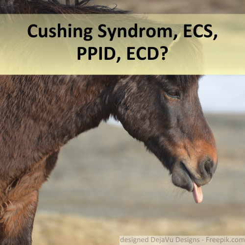 Pferd mit typisch lockigem Fell, einem Anzeichen für das Cushing Syndrom.