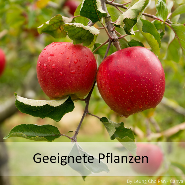 Zwei rote Äpfel mit Wassertropfen hängen an einem Ast mit grünen Blättern.