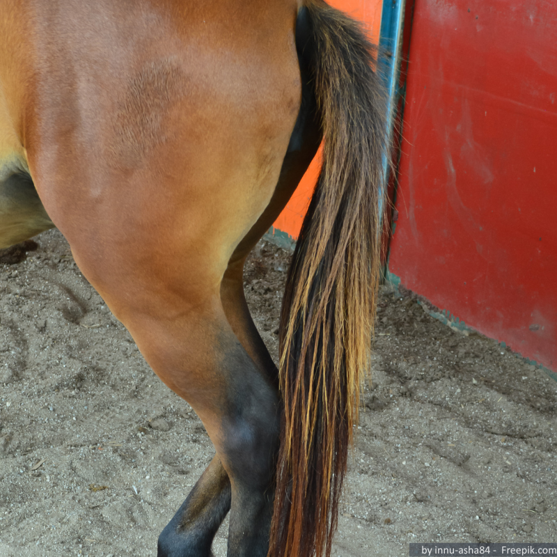 Pferd mit Kotwasser.