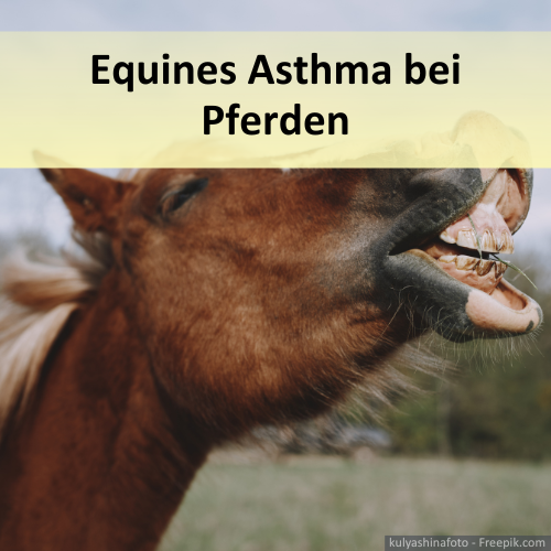 Pferd beim Niesen aufgrund von equinem Asthma.