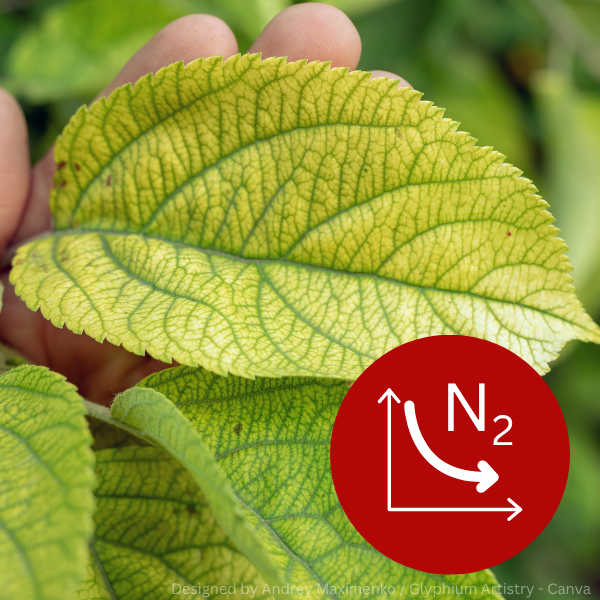 Nahaufnahme eines gelblich verfärbten Blattes mit grünen Blattadern, das auf Stickstoffmangel bei Pflanzen hinweist.