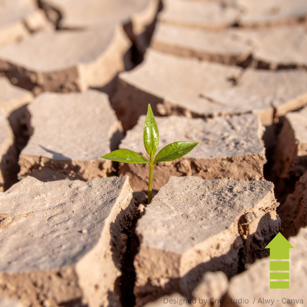 Junge grüne Pflanze wächst aus rissigem, trockenem Lehmboden.