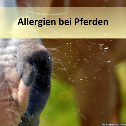 Pferdekopf in Nahaufnahme beim Niesen mit der Überschrift "Allergien bei Pferden"