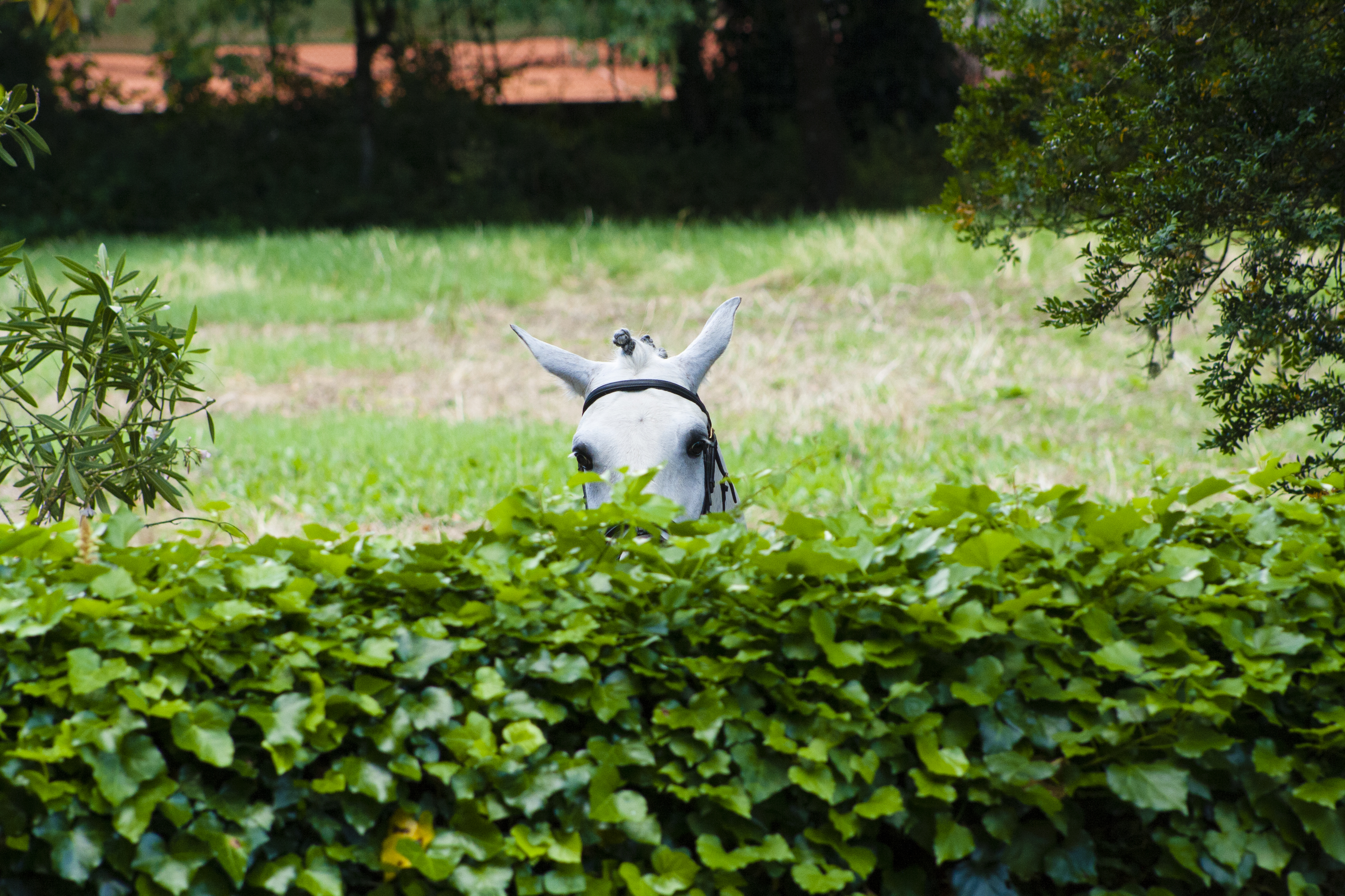 Ein Pferd, welches über eine Hecke schaut.