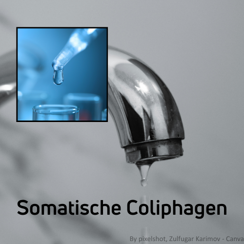Wasser tropft aus einem Wasserhahn, darunter die Beschriftung „Somatische Coliphagen“. Im oberen Bereich ist ein eingeblendeter Laborausschnitt zu sehen, in dem eine Pipette einen Tropfen in ein Reagenzglas gibt, als Hinweis auf mikrobiologische Untersuch
