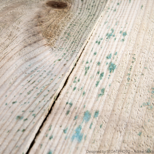 gruener schimmel auf holzdielen Nahaufnahme von grünem Schimmel auf Holzdielen