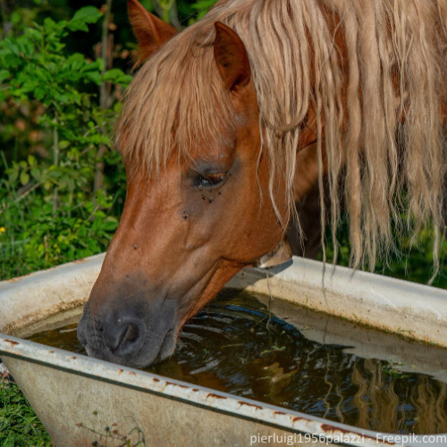 Ein Pferd trinkt aus einer Pferdetränke.