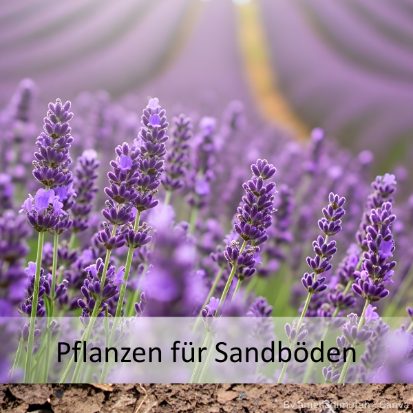 Nahaufnahme von blühendem Lavendel auf sandigem Boden mit unscharfem Hintergrund und dem Text 'Pflanzen für Sandböden'.