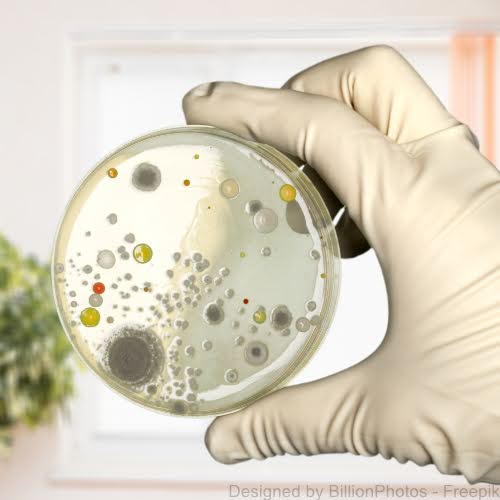 Eine Hand mit weißen Handschuhen hält eine Petrischale in die Kamera, auf der sich Kolonien von Enterokokken (enterococcus faecalis) gebildet haben.