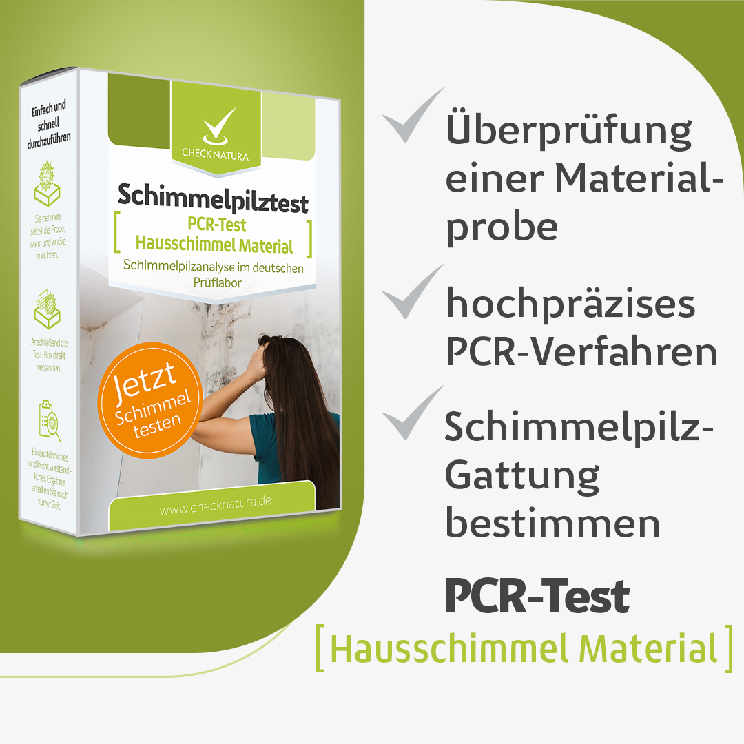 Hausschimmel Material Analyse durch PCR-Test