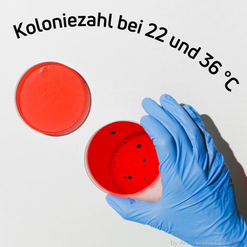 Eine Petrischale wird von einer Hand mit medizinischem Handschuh gehalten. Darüber steht der Schriftzug Koloniezahl bei 36 Grad Celsius.