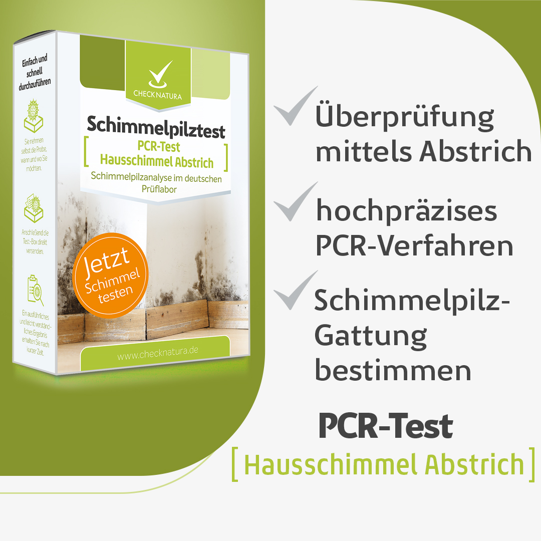 Hausschimmel Abstrich Analyse durch PCR-Analyse