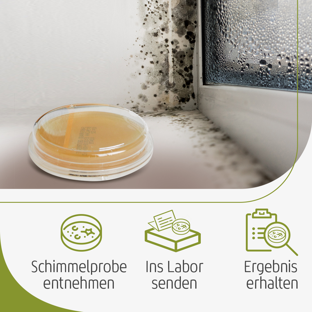 In einfachen Schritten zur Schimmelanlyse Abklatsch