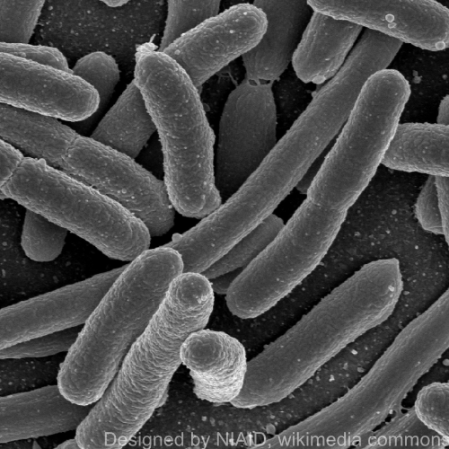 Mikroskopaufnahme von Escherichia-coli-Bakterien