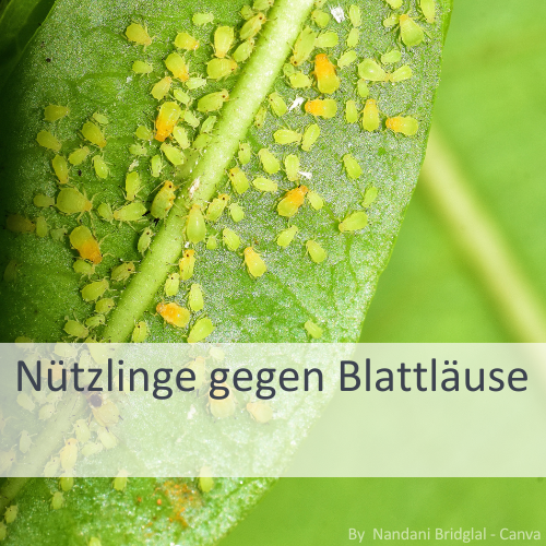 Nahaufnahme eines grünen Blattes mit zahlreichen kleinen Blattläusen und orangen Nützlingen darauf