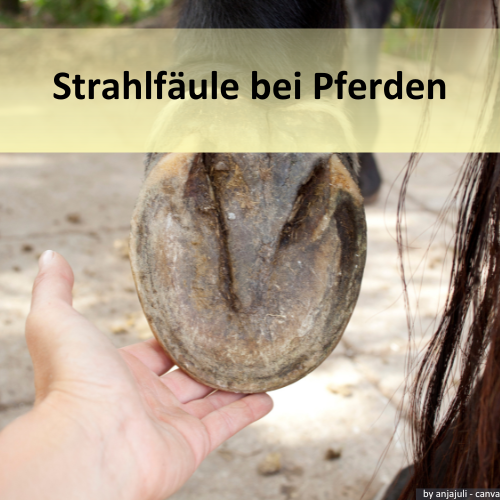 Pferdehuf mit Strahlfäule.