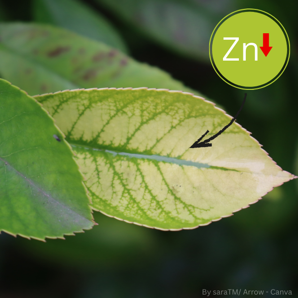 Blatt mit gelblicher Verfärbung und grünen Blattadern, Pfeil zeigt auf Blattmitte, Symbol 'Zn' mit rotem Abwärtspfeil für Zinkmangel.