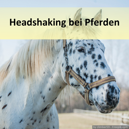 Pferd mit Headshaking Syndrom