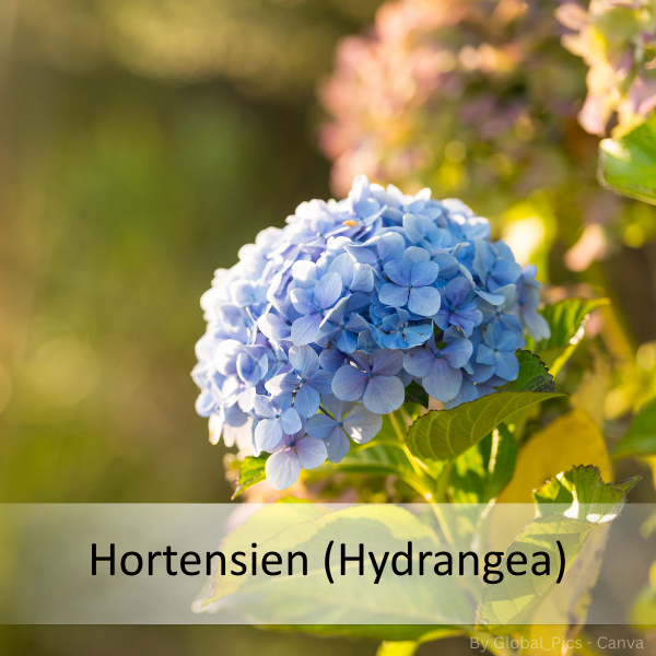 Blauer Hortensienblütenball an grünem Stängel mit unscharfem Hintergrund und Text 'Hortensien (Hydrangea)'.