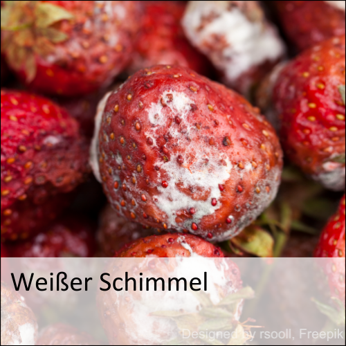 Weißer Schimmel