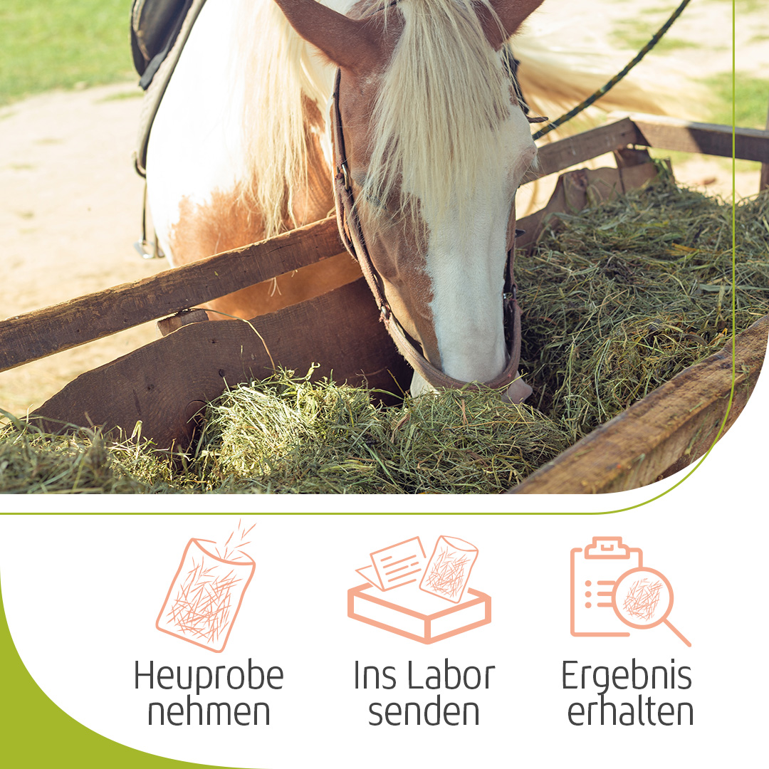 Pferd frisst Heu aus einer Raufe, darunter Symbole für den Ablauf der Heuanalyse: Heuprobe nehmen, ins Labor senden und Ergebnis erhalten.