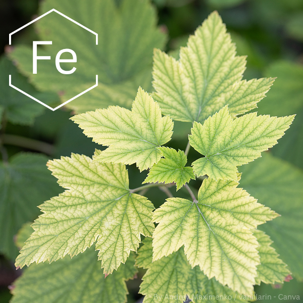 Mehrere gelblich verfärbte Blätter mit grünen Blattadern, die typische Symptome von Eisenmangel bei Pflanzen zeigen. Links oben das chemische Symbol 'Fe' in einem sechseckigen Rahmen.