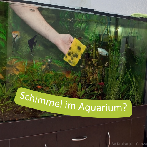 Ein Aquarium, an dessen Scheibe sich Schimmel befindet. Eine Hand wischt mit einem Lappen den Schimmel von dem Aquariumsglas.