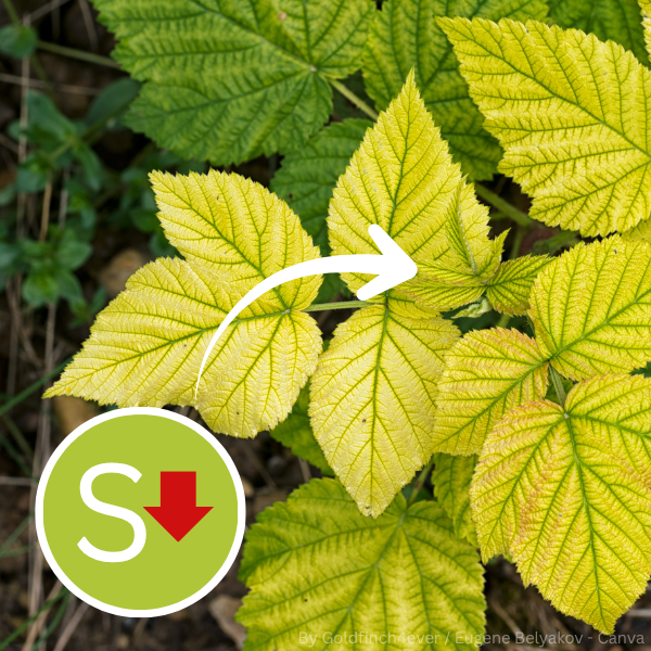 Mehrere gelb verfärbte Blätter mit grünen Blattadern, die auf Schwefelmangel bei Pflanzen hinweisen, mit einem weißen Pfeil und einem grünen Symbol mit rotem Abwärtspfeil.