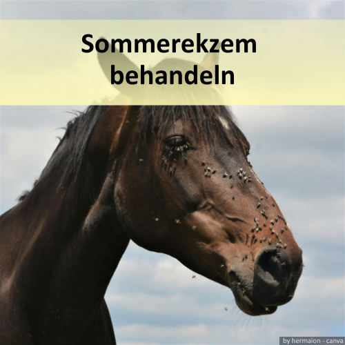 Pferdekopf umringt von Fliegen mit Überschrift "Sommerekzembehandeln"