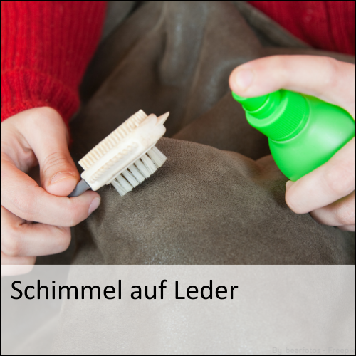 Schimmel auf Leder