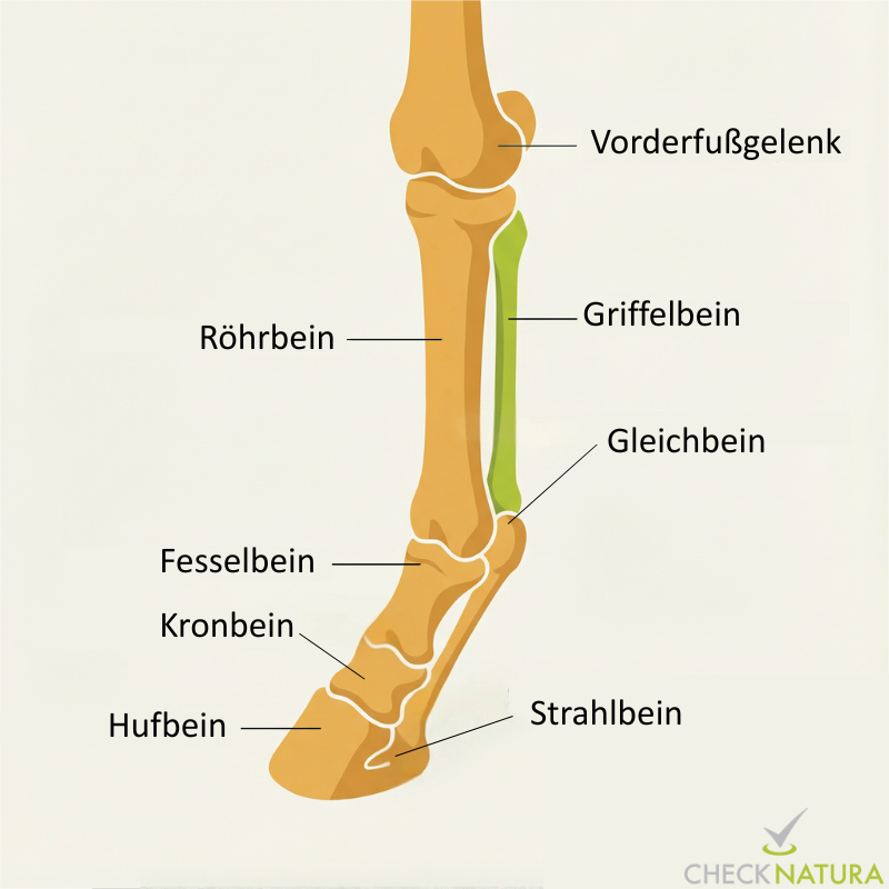 Anatomische Zeichnung eines Pferdehufs.