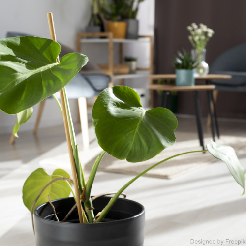 Eine Zimmerpflanze in einem hellen Zimmer