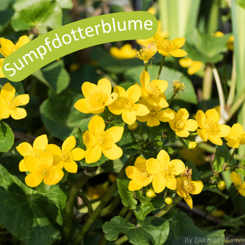 Sumpfdotterblume