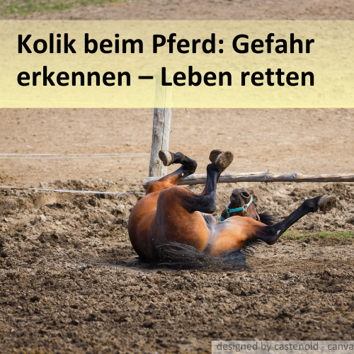 Ein Pferd, was sich aufgrund von Koliken wälzt.