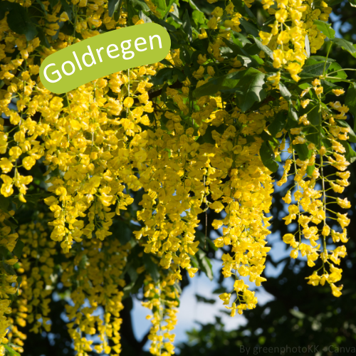 Goldregen in Nahaufnahme