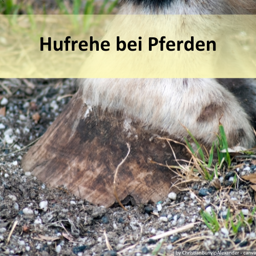 Pferdehuf mit Hufrehe.