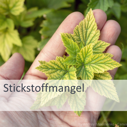 Stickstoffmangel