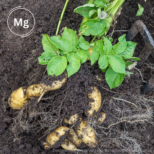 Kartoffelpflanze mit grünen Blättern und sichtbaren Knollen im dunklen Boden