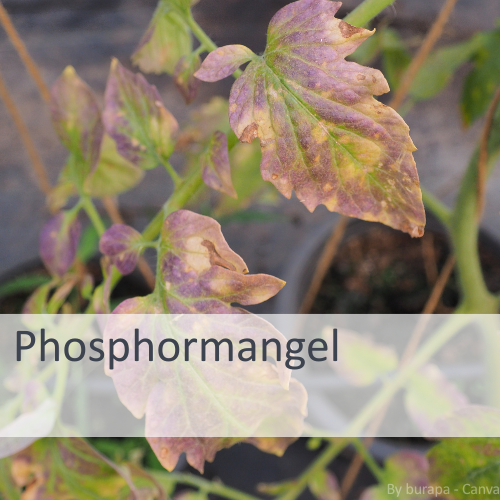 Phosphormangel