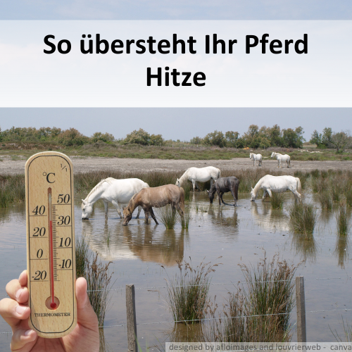 Mehrere Pferde trinken aus einem See, davor wird ein Thermometer welches über 30 Grad Celsius anzeigt, hochgehalten.
