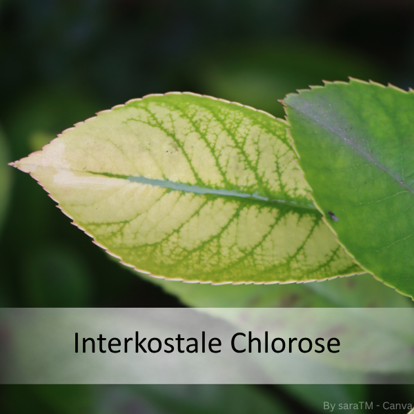 Nahaufnahme eines Blattes mit interkostaler Chlorose, erkennbar an gelblichen Bereichen zwischen den grünen Blattadern.