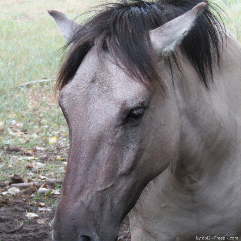 Gestresstes Pferd auf der Wiese