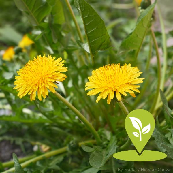 Nahaufnahme von zwei gelben Löwenzahnblüten mit gezackten Blättern auf grünem Hintergrund