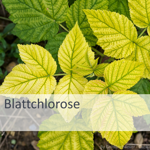 Blattchlorose