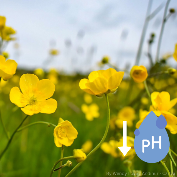 Nahaufnahme von gelben Blüten auf grünen Stängeln vor unscharfem Hintergrund mit einem Symbol für pH-Wert und einem weißen Pfeil nach unten