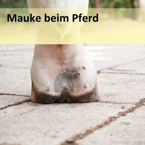Pferdefuß mit Maukebefall.