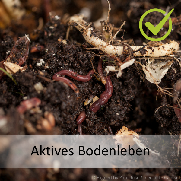 Mehrere Regenwürmer kriechen durch dunkle, feuchte Erde mit Pflanzenresten.